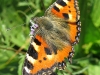 papillon-1