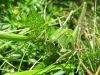 sauterelle-1