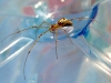spider-1