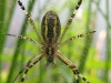 spider-3