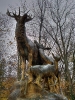 cerf_2