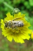 abeille