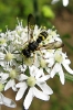 insecte_1