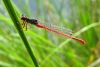 libellule