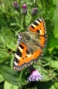 papillon-1