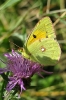 papillon_1