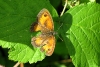 papillon_2