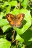papillon_3
