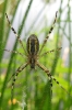spider-3