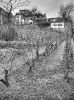 vignes-de-montmartre