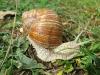 escargot