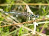 libellule
