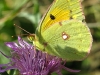 papillon_1