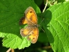 papillon_2