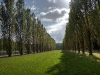 arbres